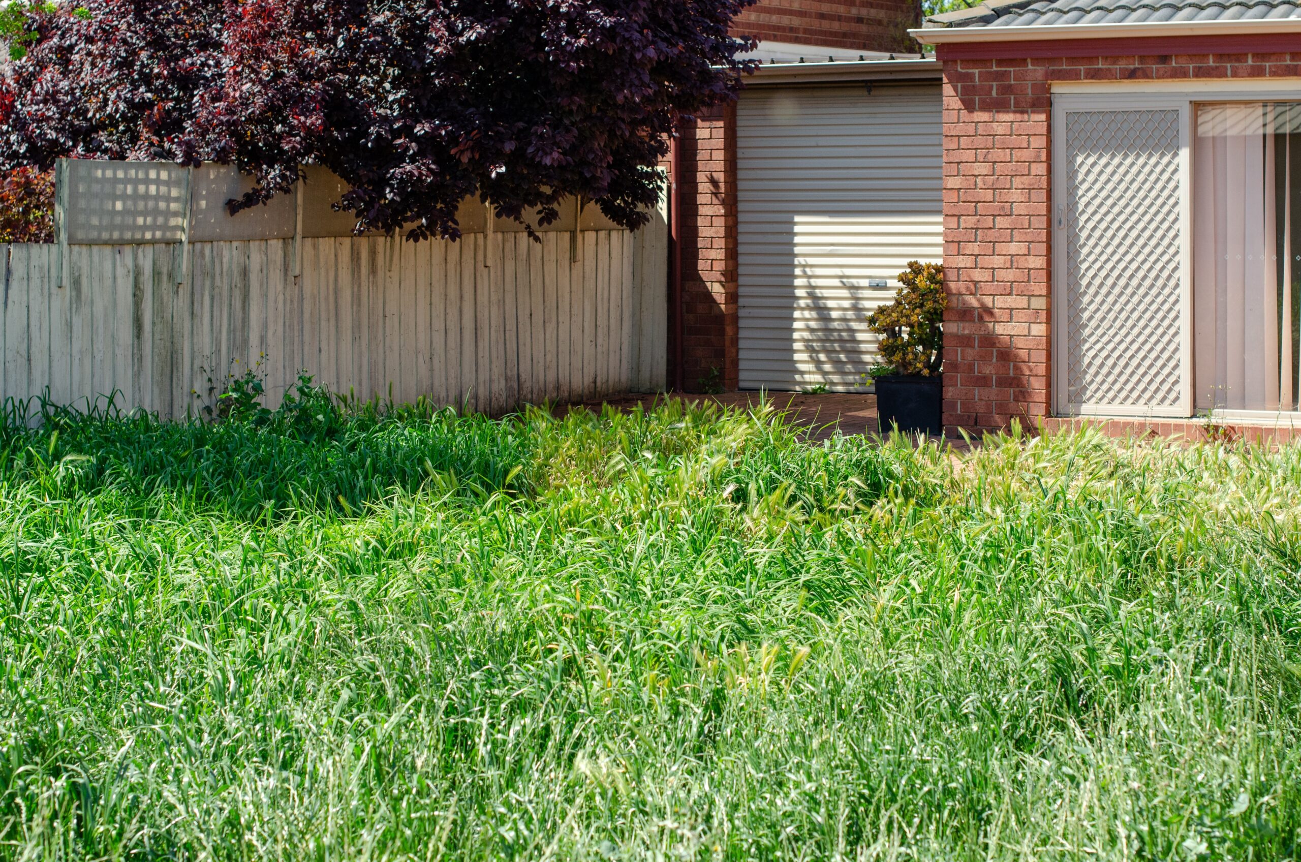 hoa inspection of overgrown yard